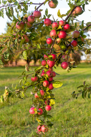 apples